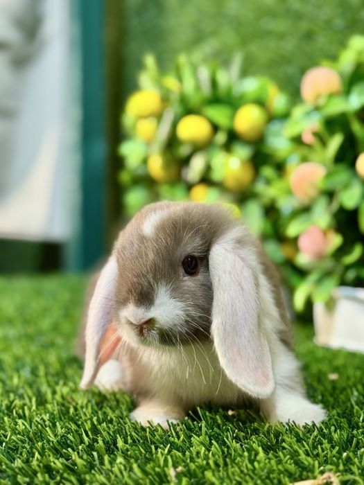 QUYON KARLIK . Кролик Карликовый