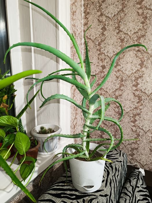 Алоэ Вера лечебное