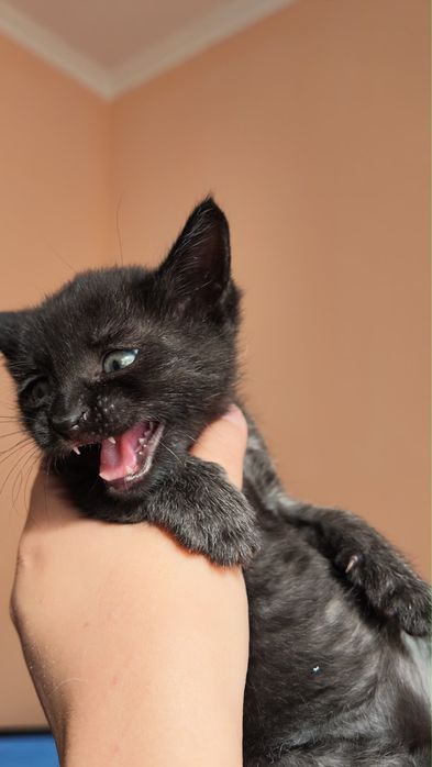 Котенок,Мальчик,1.5 месяца