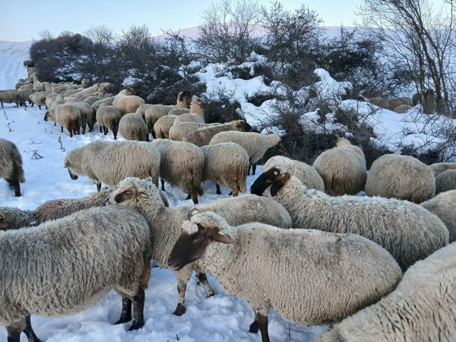 Disponibile 50 de oi !