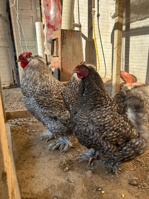 Пара Брама-Кох Петух с курицей