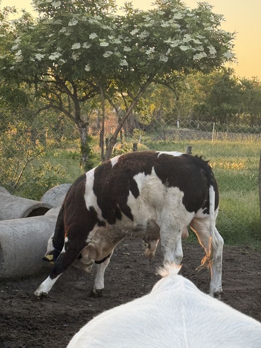 Viței Bălțată Românească / Simmental , 400-450 kg