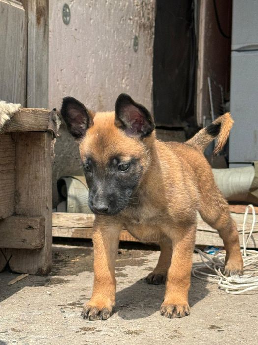 белгийский овчарка малинуа щенки