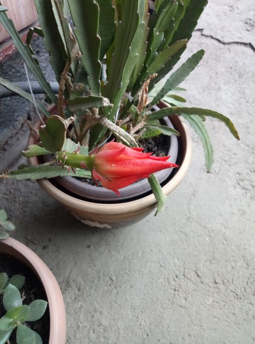 Кактус  Акермана