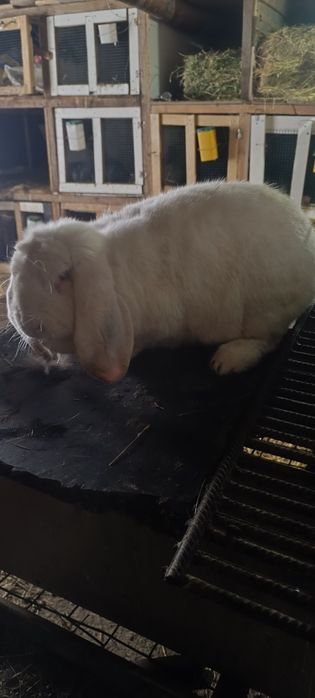 Iepurii Berbec German