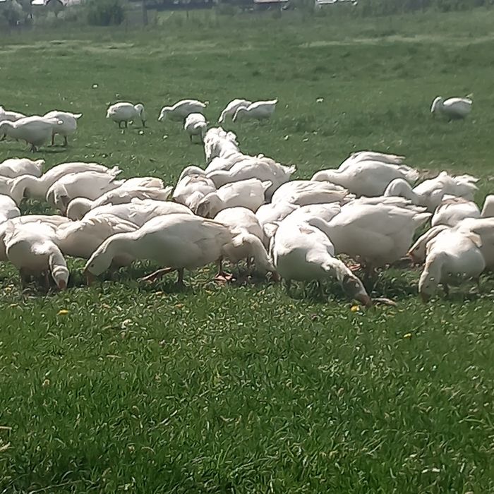 Boboci de gâsca leşeasca