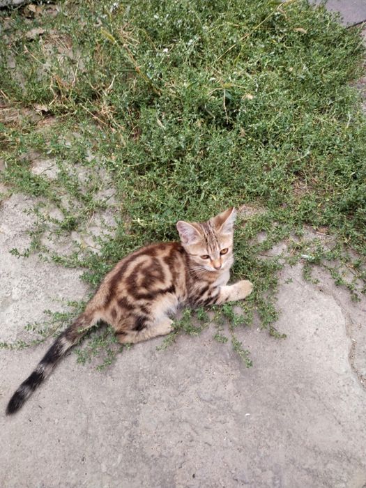 Отдам даром замечательных котят