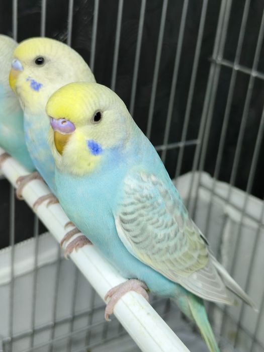 Продам попугай радужный