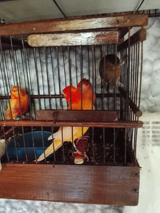 Продаю канарейк самцов и самок все здоровые самцы поют хорошо