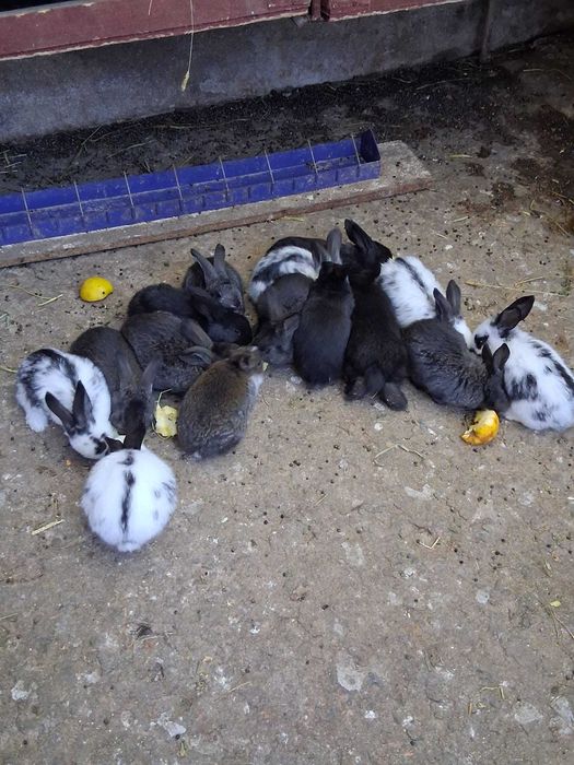 Vând iepurasi talie mare