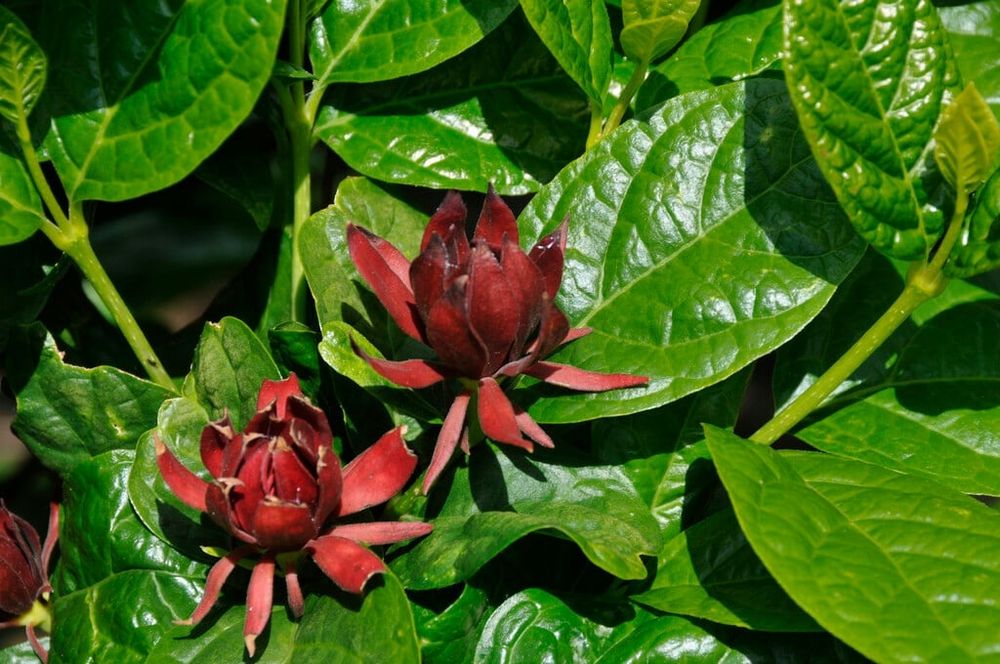 Каликантус (червен)