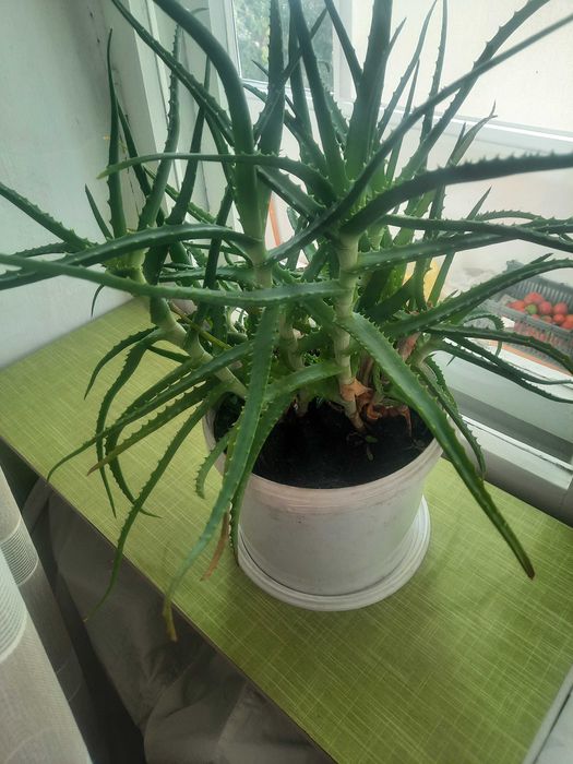 Продам лечебный алоэ