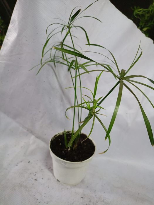 Продам цветы комнатные