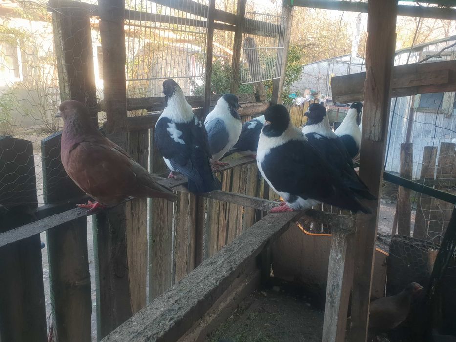 Porumbei straseri de vanzare