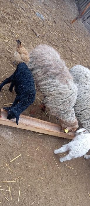 Бараны с ягнятами