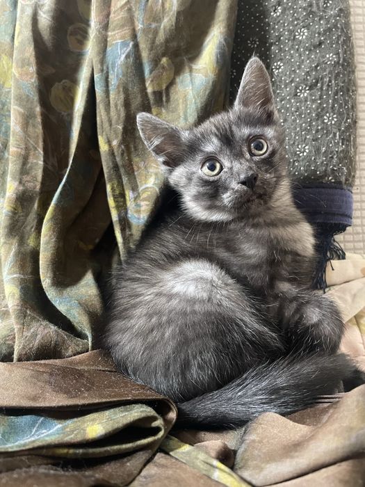 1 мальчик 1 девочка. Котята