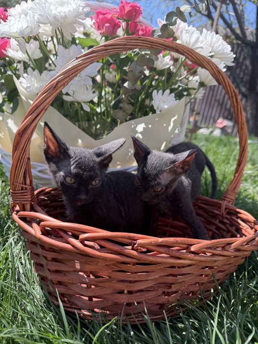 Канадский сфикс велюровый