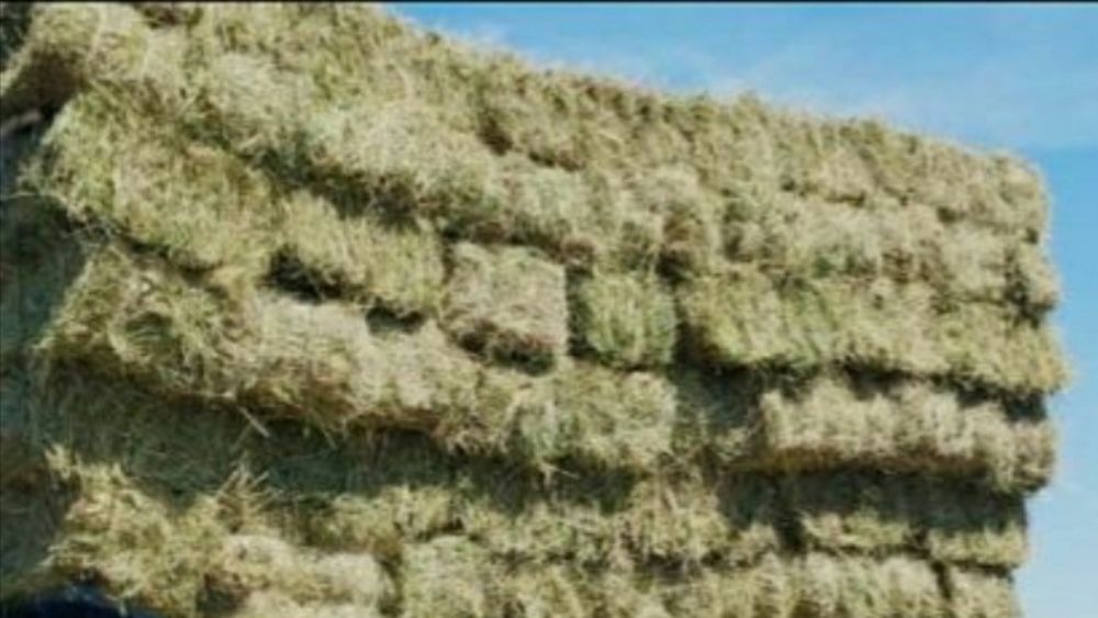 Продаю сено  тюковое 1200 с доставкой