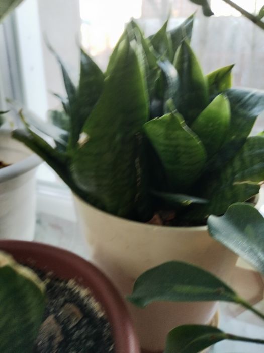 Горшки для отростков.