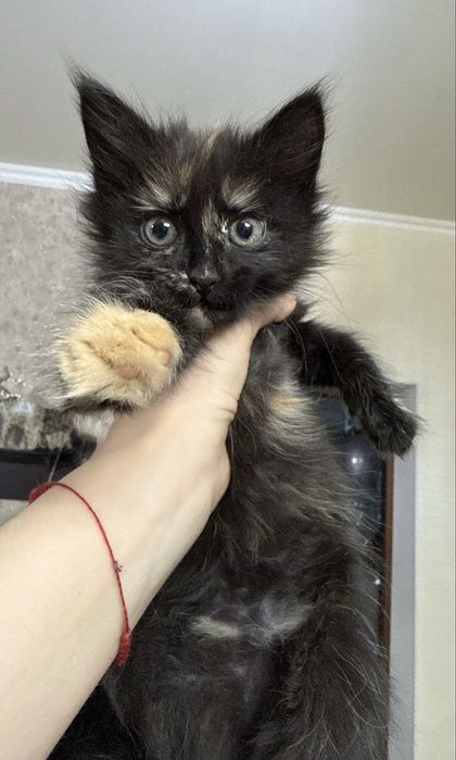 Очаровательная малышка ищет дом