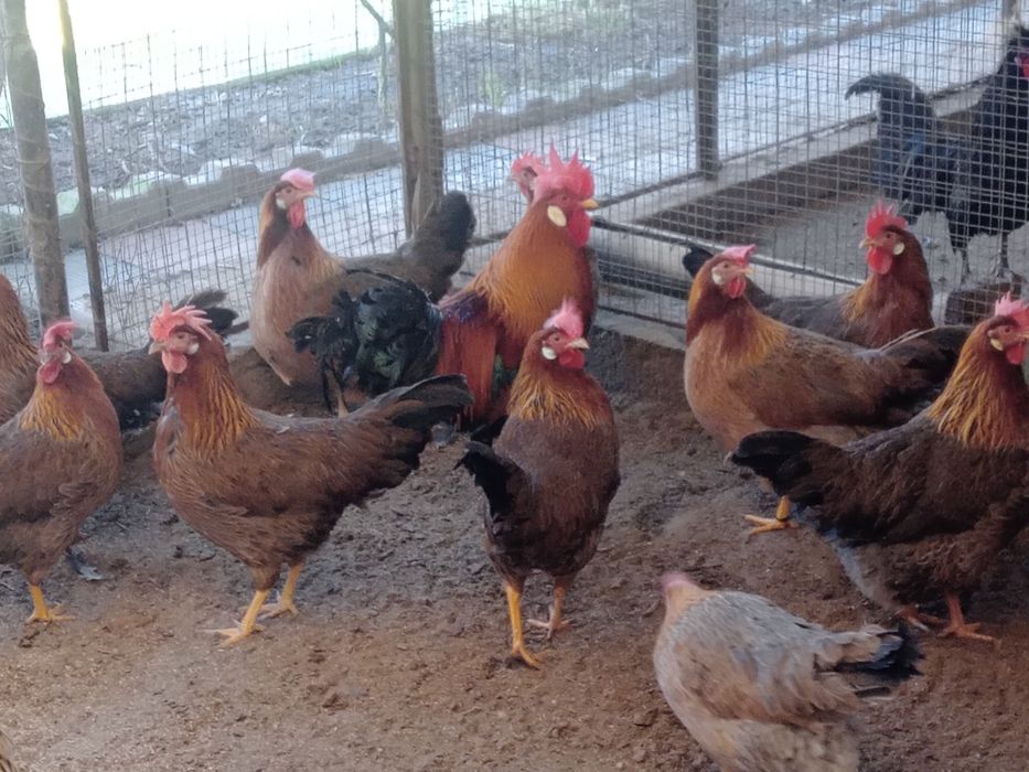 Ouă de găini italiene ptr incubat.