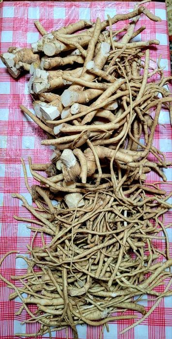 Продам корень хрена