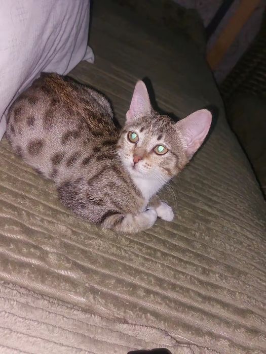 Кошка продам в хорошие руки