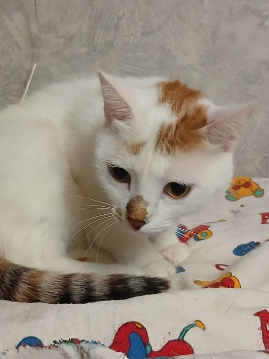 Дарю стерилизованую кошечку