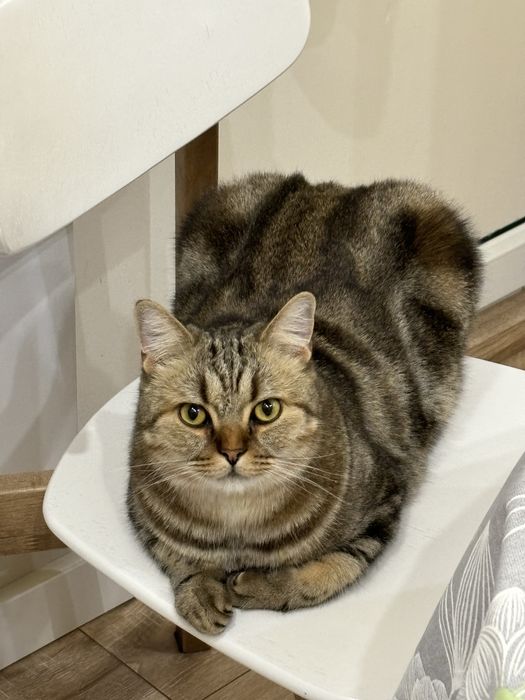 Отдам в добрые руки кота породы Скоттиш страйт