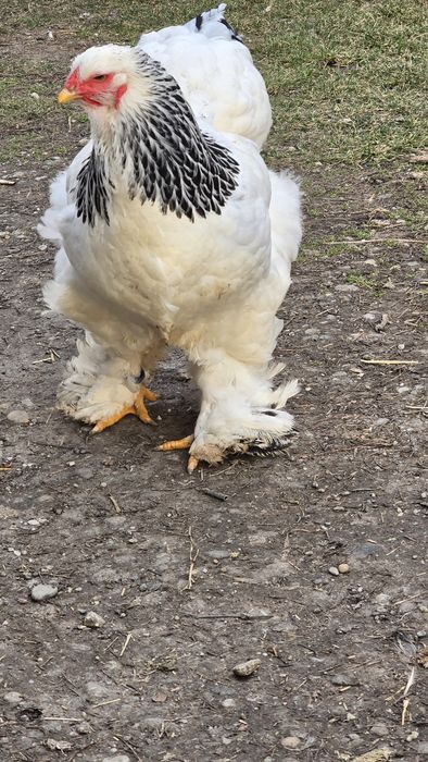 Vând oua incubat brahma herminat deschis