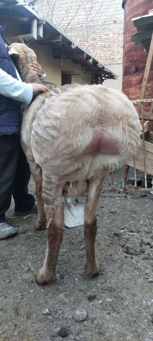 Zotga quchqor sotiladi arashan buyi uzun chiroyli qo'chqor