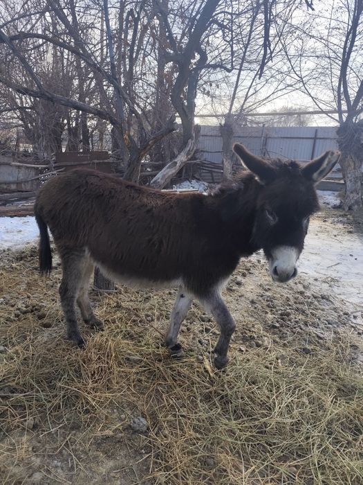 Есек сатылады 45000тг саудасы бар