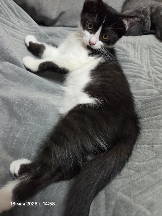 Котятки ищут новый дом