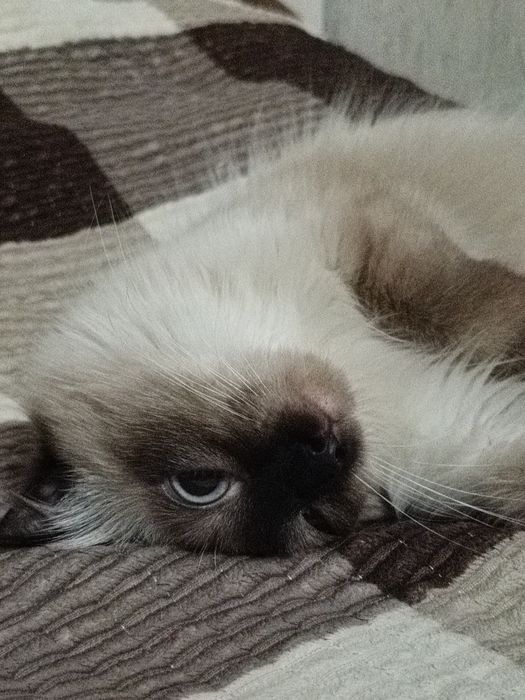 Отдам в добрые руки