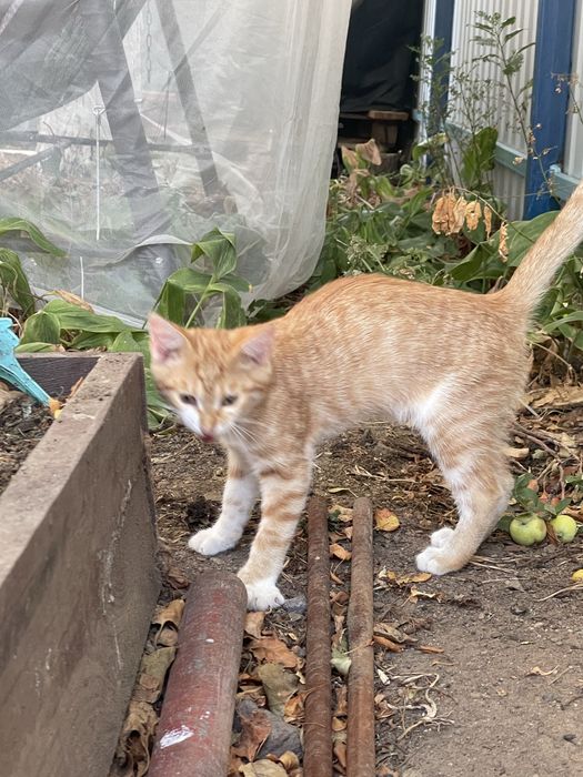 На дачу подкинули котенка девочка