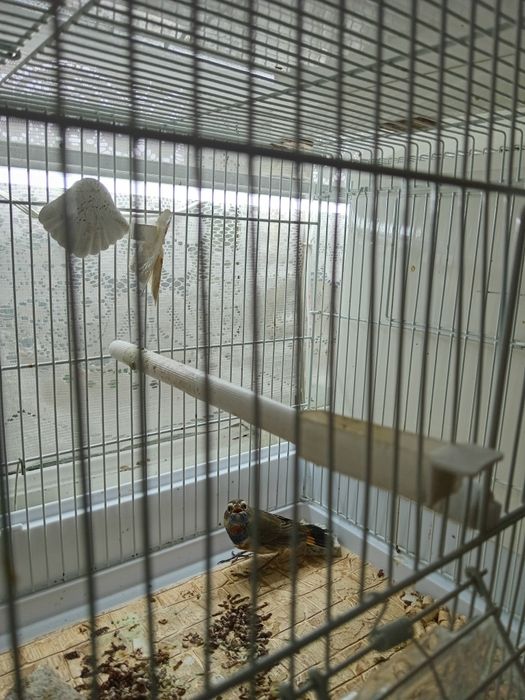 Птица ВАРАКУШКА, варакушка.