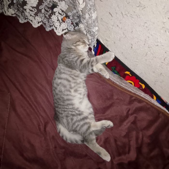 Шотландский кошка 3 месяца