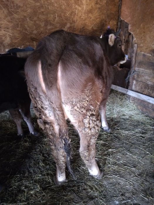 Vand 2 Vitele una angus si una bruna !