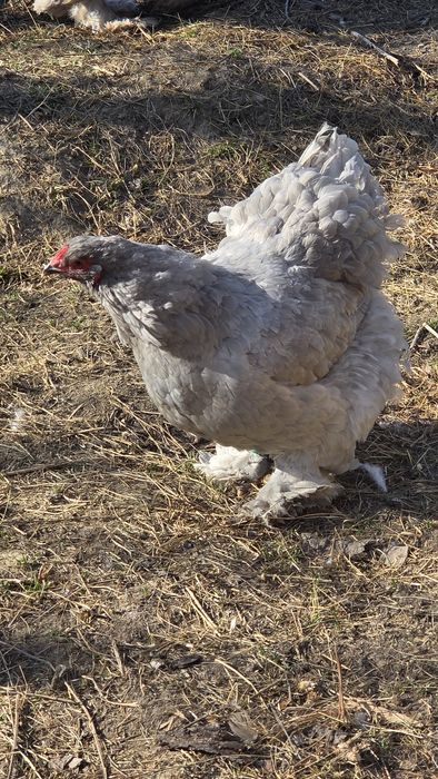 Brahma albastru 2025