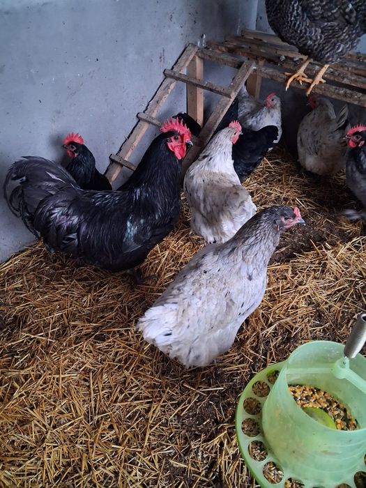 Vând Cocoși și Gaini Australorp