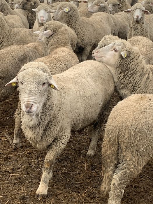 Oi merinos de vânzare