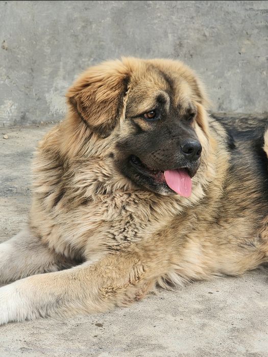 Багира возраст  1 год.