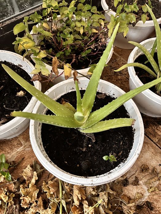 vand pui de aloe vera si planta in sine