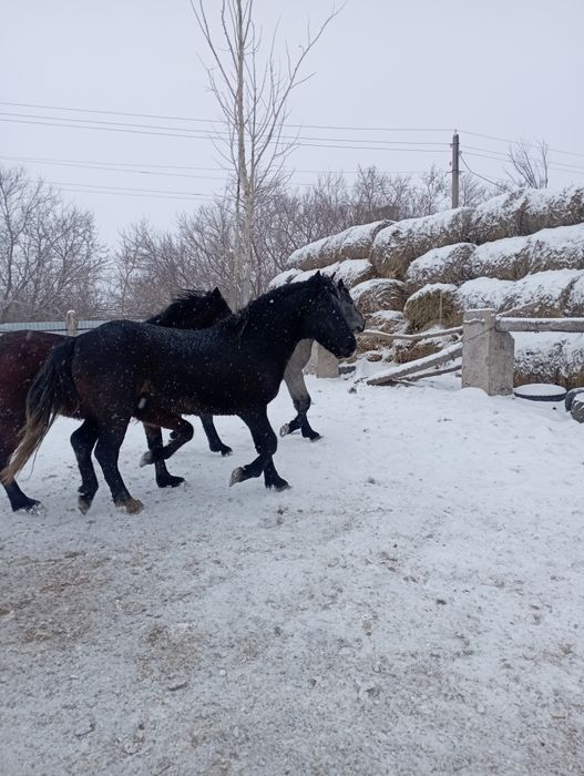 Продам жеребцов на мясо