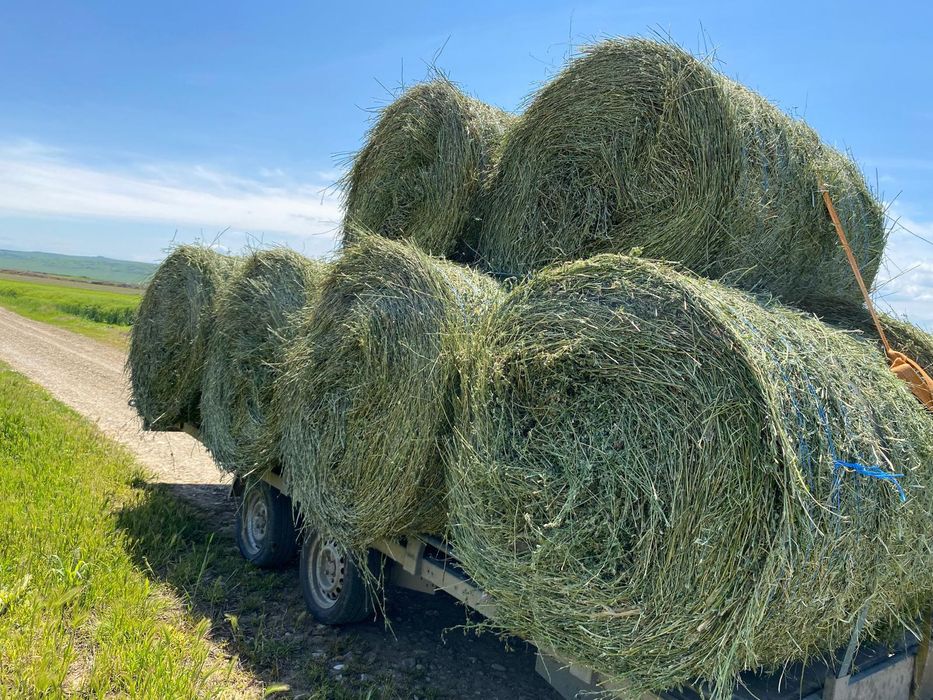 Vănd  Baloți  cu lucerna de calitate