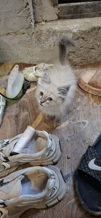 Продам котенка девочка красивая