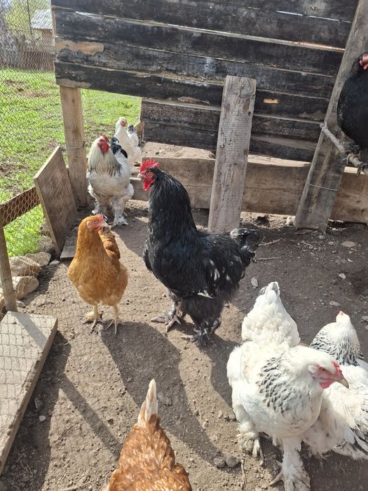 Брама Петух,молодой9мес .