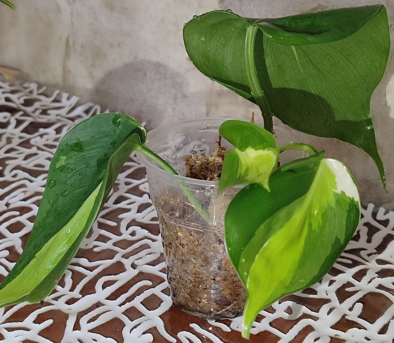 Филодендрон Медиопикта Триколор