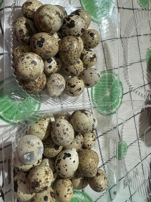 Яйцо перепелок, домашние
