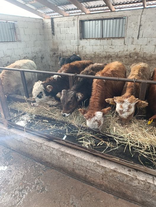 Продаются бычки подсосы